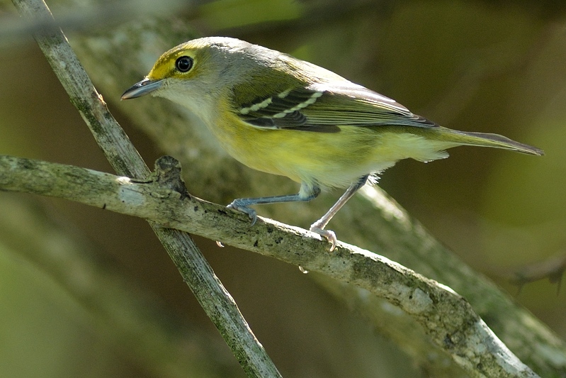 Brilvireo